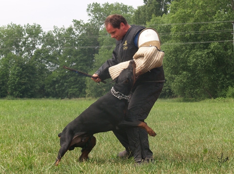 Dogs in training 6/2007